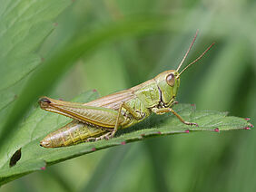 Meadow Grasshopper