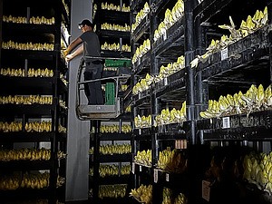 A man on a lifting platform surrounded by crates of chicory.