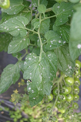 Echter Mehltau auf Tomaten