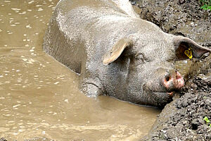 [Translate to Italienisch:] Schwein geniesst Schlammbad