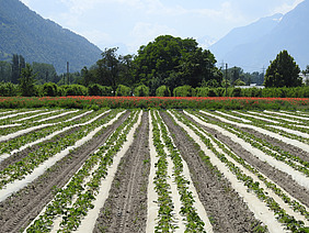 Des rangées de plants de fraises sur un film de paillage blanc, dans une zone agricole avec des arbres et des montagnes en arrière-plan.