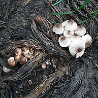 Zwei Ansammlungen von kleinen, braun-weissen Pilzen sind zu sehen, welche zwischen tropischen Wurzeln wachsen. Das Bild ist in warmen Brauntönen. 