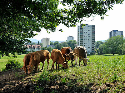 Kühe auf einer Wiese vor Hochhäusern