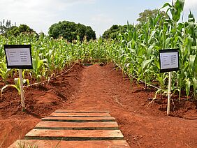 Maize crops.