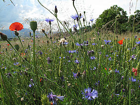 Artenreiche Ackerflora