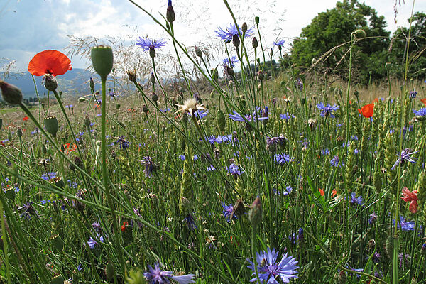 Artenreiche Ackerflora