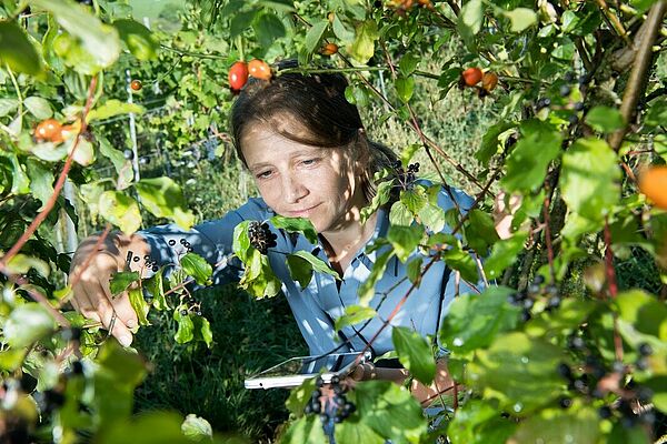 Chercheuse examine des plantes sur les insectes nuisibles