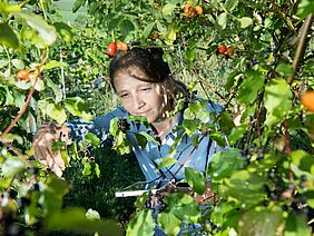 Chercheuse examine des plantes sur les insectes nuisibles