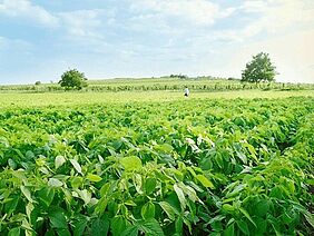 Soybean field