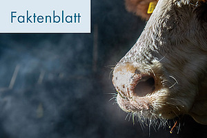 Titelfoto Faktenblatt "Kuh und Kllima".