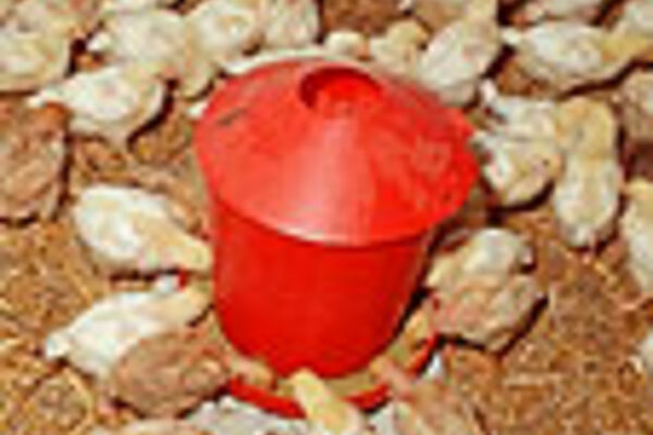 Junghennen