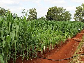 Maispflanzen in unterschiedlicher Höhe auf rötlichem Boden.