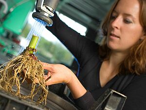 Isabell Hildermann washing maize roots.