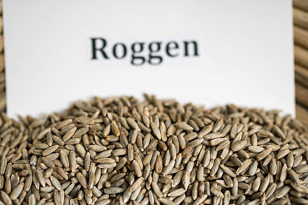 Roggensaatgut