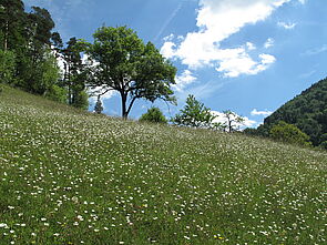 Artenreiche Trockenwiese