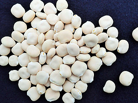 Ein Haufen weisse Samenkörner auf dunklem Untergrund.