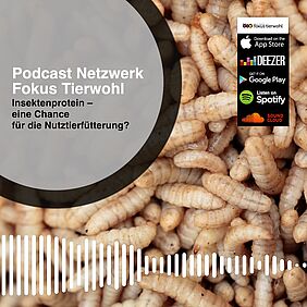 Podcast Insektenprotein