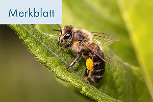 Titelfoto:  Anforderungen an die Bioimkerei.