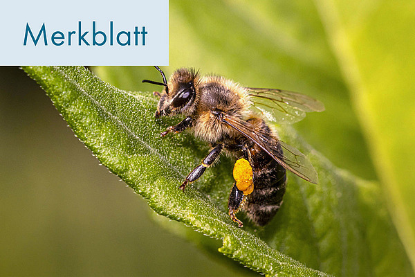 Titelfoto:  Anforderungen an die Bioimkerei.