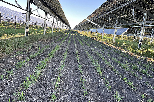 Bild Agri PV Anlage