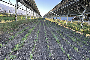Eine Agri-PV-Anlage.