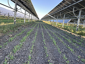 Bild Agri PV Anlage