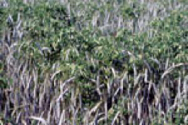 Gemenge von Ebsen mit Triticale