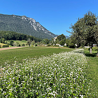 Im Hintergrund ist ein Berg und ein Hof in einer Schweizer Landschaft zu sehen. Vorne ist ein Blühstreifen, welcher nach hinten verläuft, und viele kleine weisse Blüten hat. Ein Baum steht ganz rechts. Es sieht sehr malerisch aus.