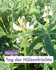 Weisse Lupinen.