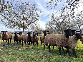 Schafe auf einer Weide.
