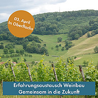 Ein Rebenfeld mit grünem Hügel im Hintergrund.