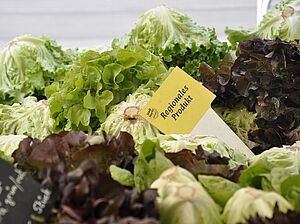 Ausschnitt Marktstand: Salatköpfe und Schild "Regionales Produkt"