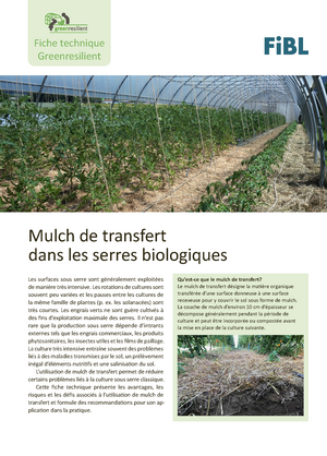 Mulch de transfert dans les serres biologiques