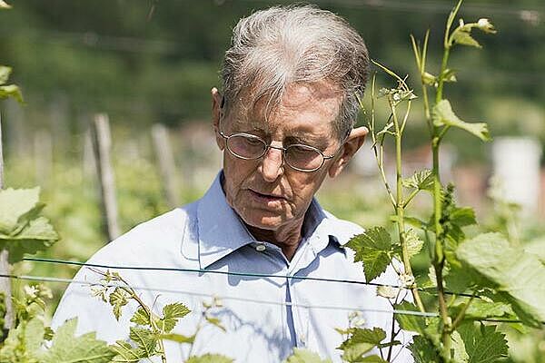 Louis Liesch begutachtet Weinreben