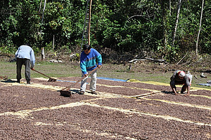 Three men and cocoa beans spread out on the floor.