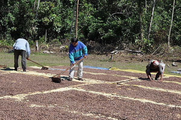 Three men and cocoa beans spread out on the floor.