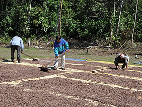 Three men and cocoa beans spread out on the floor.