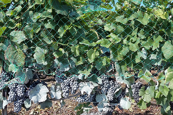 Vignes