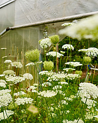 Blühstreifen mit weissen Blüten vor einem Gewächshaus.