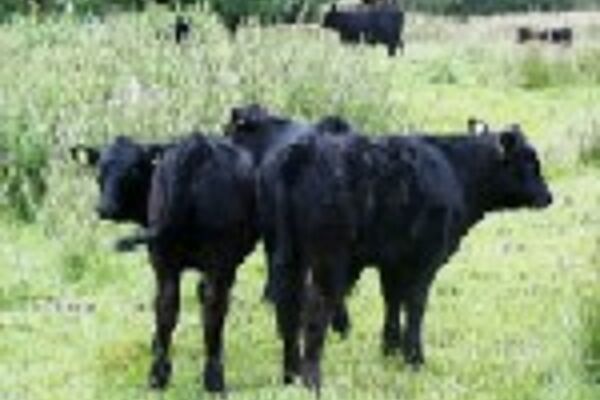 Organic Centre Wales: Welsh Blacks