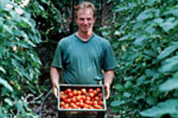 Tomatenernte