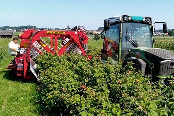 Ein Traktor fährt an einer Reihe stehender Himbeeren entlang. Er hat ein rotes Gerät an der Seite, welches die ganze Himbeerreihe umschliesst in einem Bogen. Ein Mann sitzt auf der Maschine und sortiert Himbeeren. Das Wetter ist sehr schön.