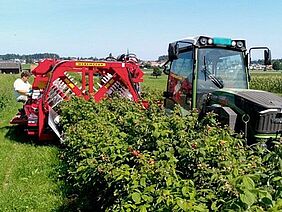 Ein Traktor fährt an einer Reihe stehender Himbeeren entlang. Er hat ein rotes Gerät an der Seite, welches die ganze Himbeerreihe umschliesst in einem Bogen. Ein Mann sitzt auf der Maschine und sortiert Himbeeren. Das Wetter ist sehr schön.
