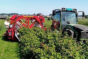 Ein Traktor fährt an einer Reihe stehender Himbeeren entlang. Er hat ein rotes Gerät an der Seite, welches die ganze Himbeerreihe umschliesst in einem Bogen. Ein Mann sitzt auf der Maschine und sortiert Himbeeren. Das Wetter ist sehr schön.