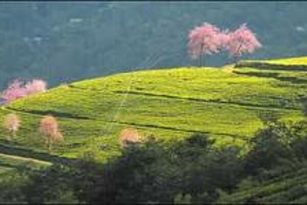 Sikkim Landscape (Voice of Sikkim)