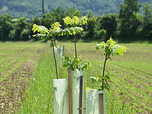 Young trees stand in a row in a field.