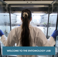 Eine junge Frau öffnet einen Labor-Kühlschrank. Man sieht ihren Rücken und ihre langen schwarzen Haare. Der Untertitel sagt "Welcome to the entomology lab".