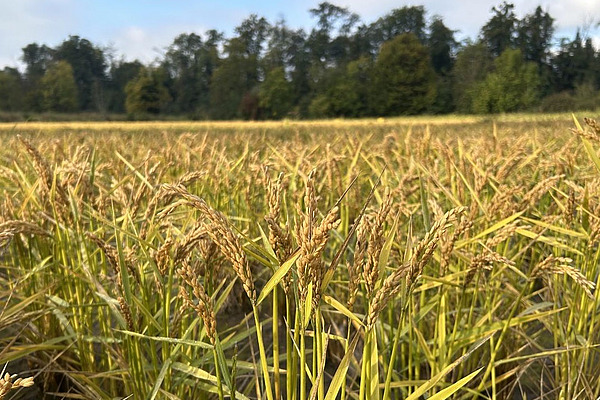 Ein Feld mit Nassreis. 