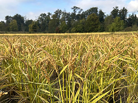 Ein Feld mit Nassreis. 