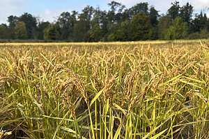 Ein Feld mit Nassreis. 